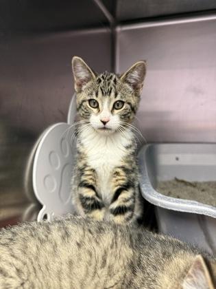 Lobster Bisque, Adoptable, Kitten Male Domestic Short Hair & Domestic Short Hair.