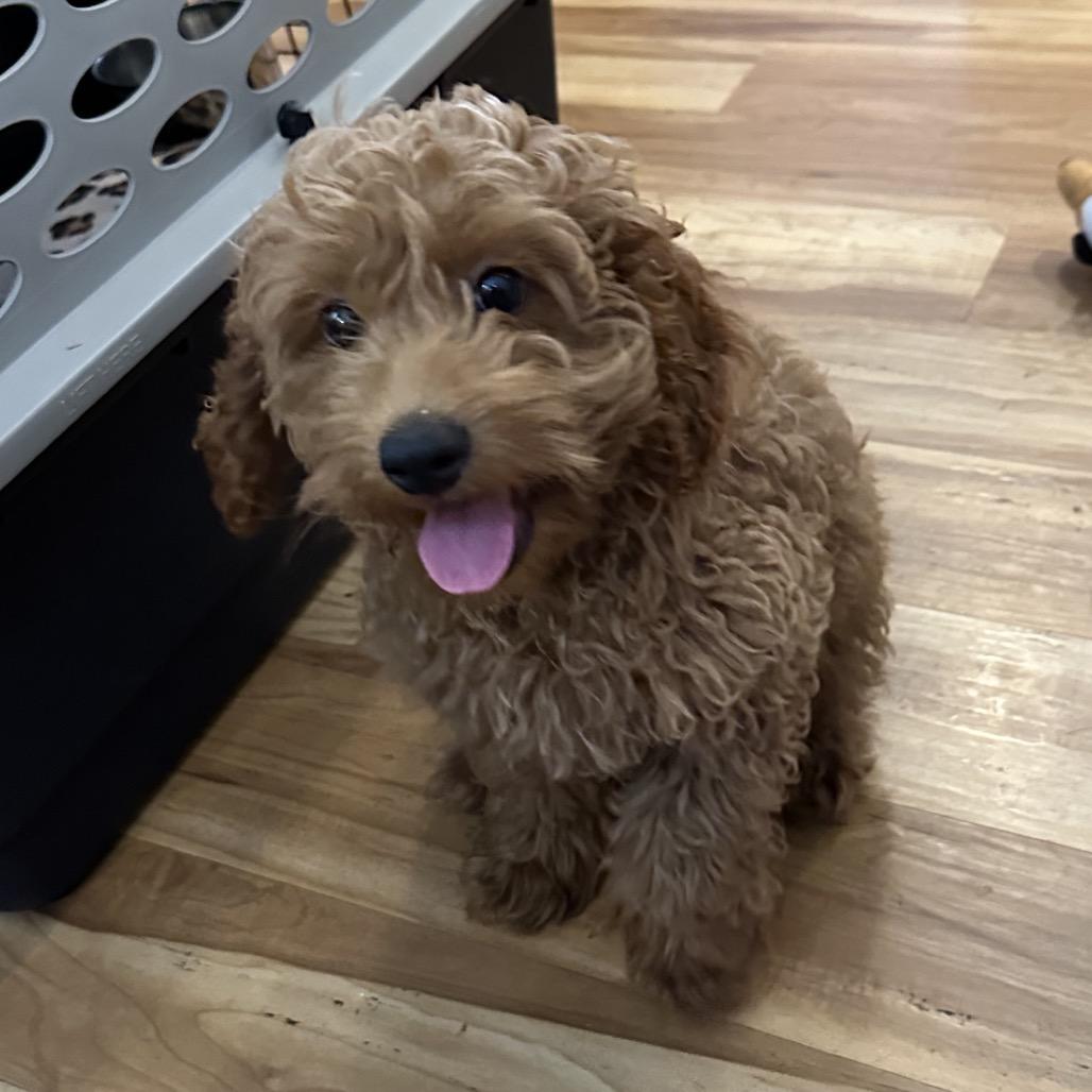 Tundra-accepting applications, Adoptable, Puppy Male Cockapoo.