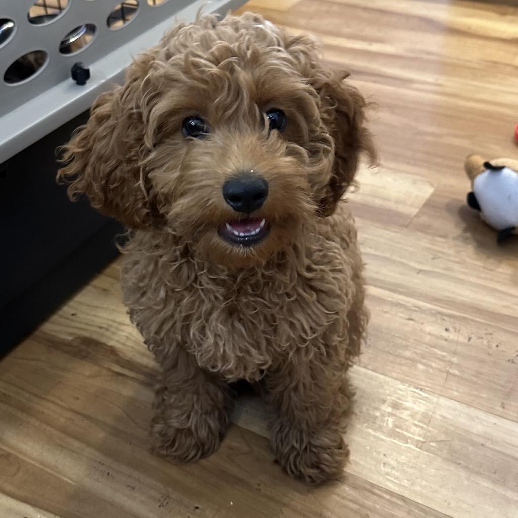 Enlarge Tundra-accepting applications, a Adoptable Cockapoo in Priest River, ID image 2/5