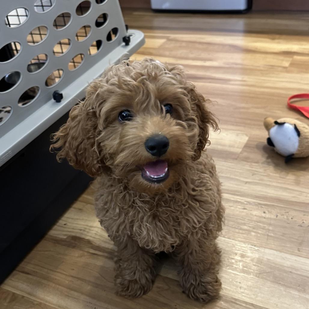 Enlarge Tundra-accepting applications, a Adoptable Cockapoo in Priest River, ID image 3/5