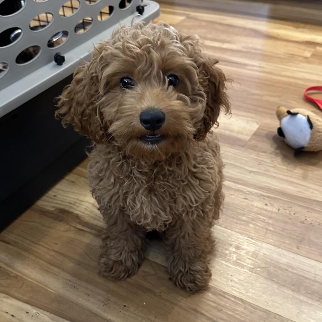 Enlarge Tundra-accepting applications, a Adoptable Cockapoo in Priest River, ID image 4/5