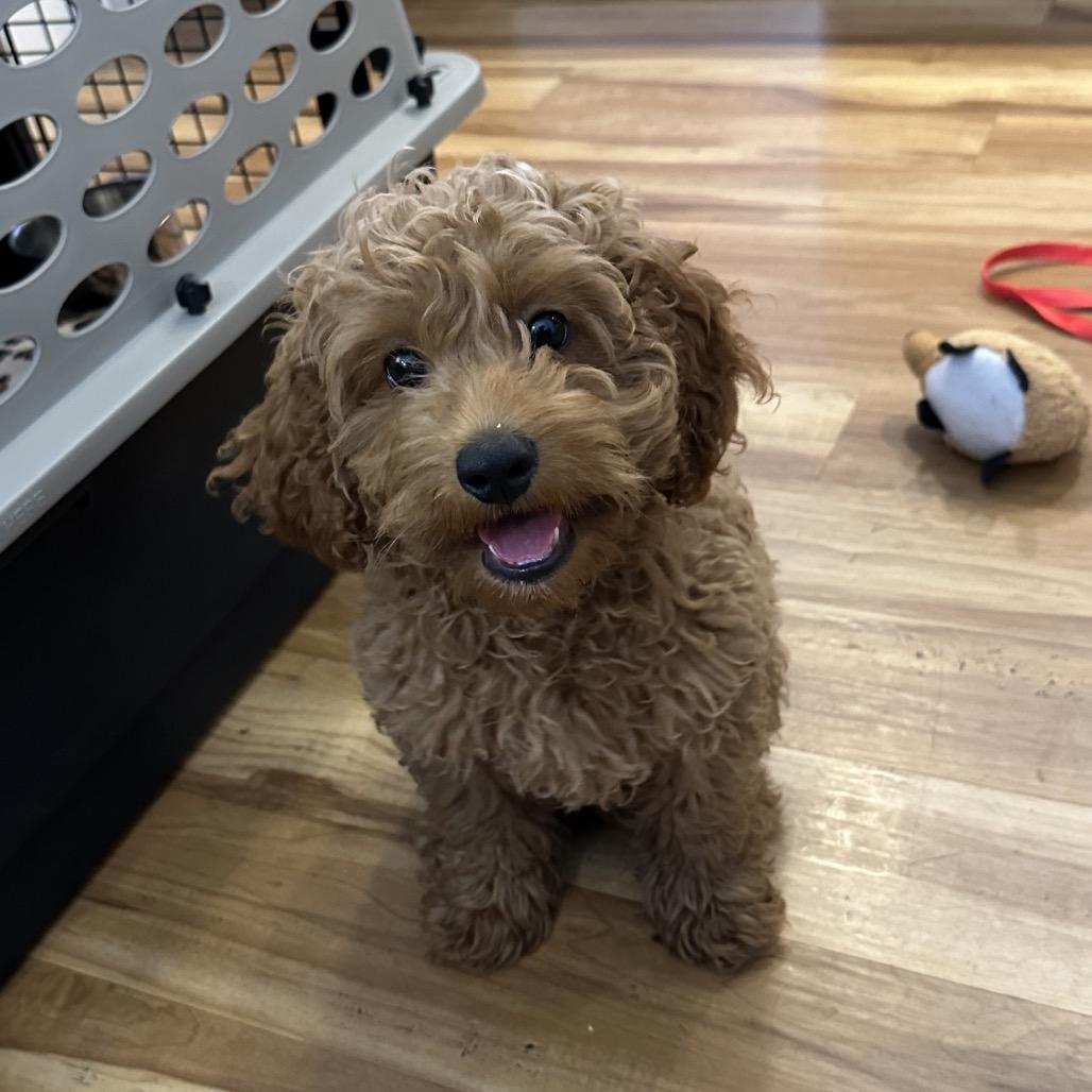 Enlarge Tundra-accepting applications, a Adoptable Cockapoo in Priest River, ID image 5/5