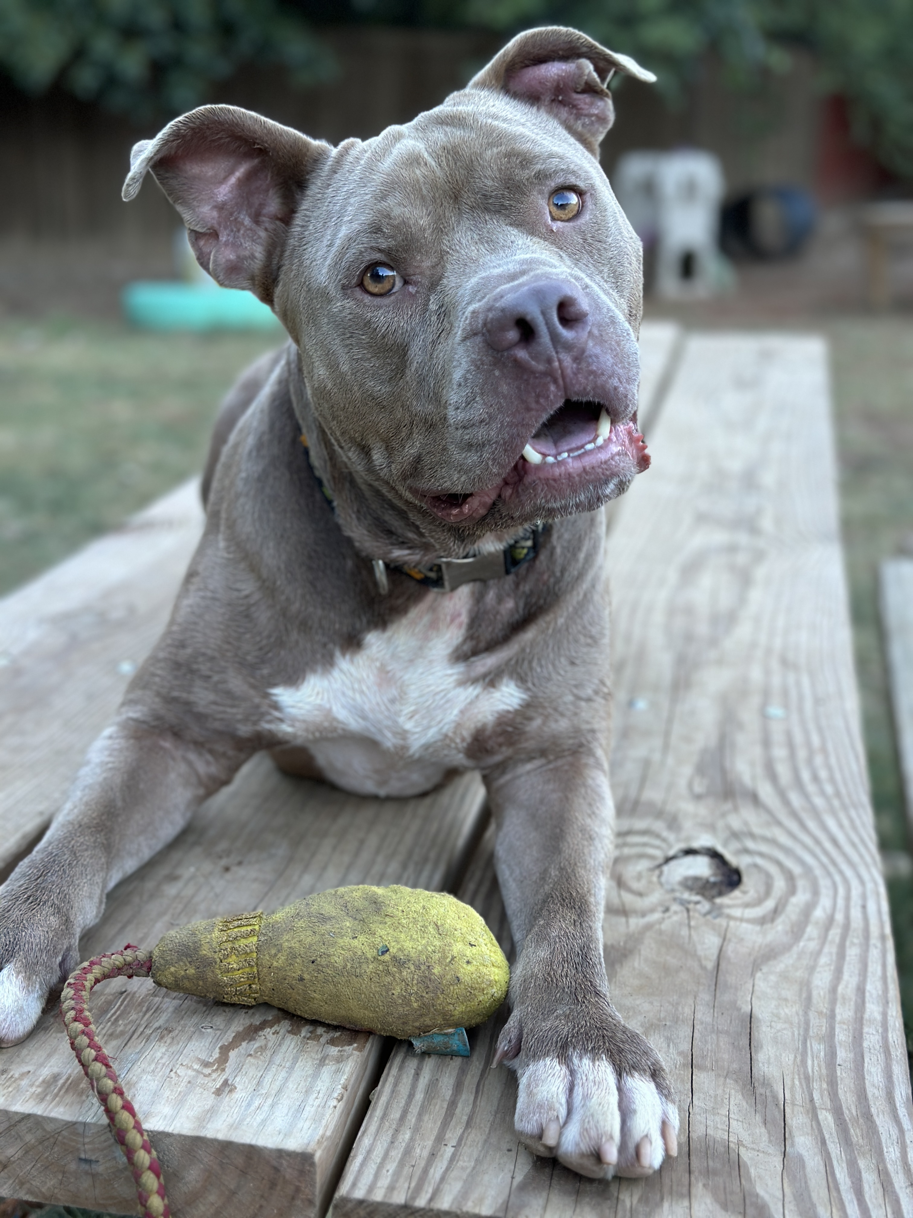 Enlarge Gordo, a Adoptable mixed breed in Mansfield, TX image 6/6