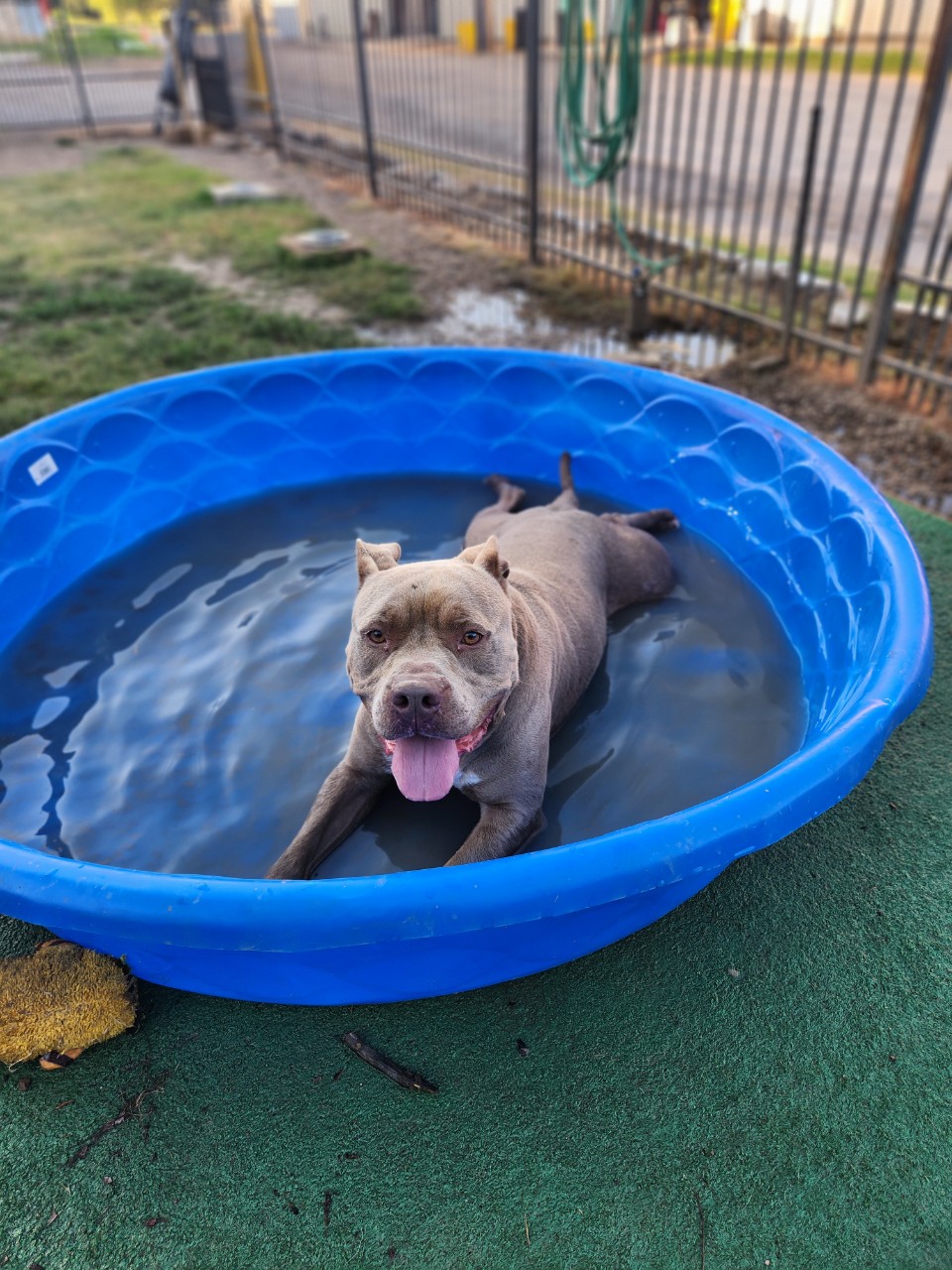 Enlarge Gordo, a Adoptable mixed breed in Mansfield, TX image 2/6