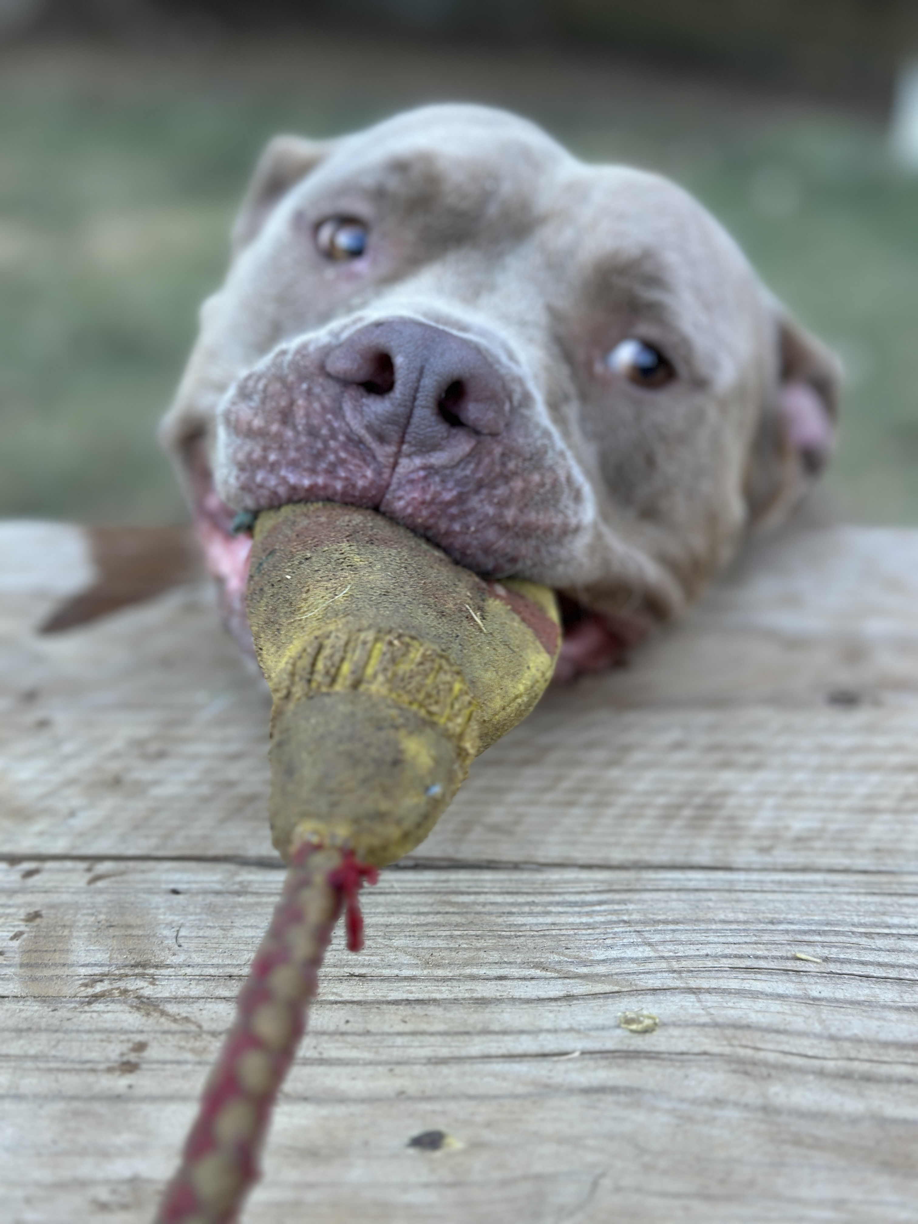Enlarge Gordo, a Adoptable mixed breed in Mansfield, TX image 5/6
