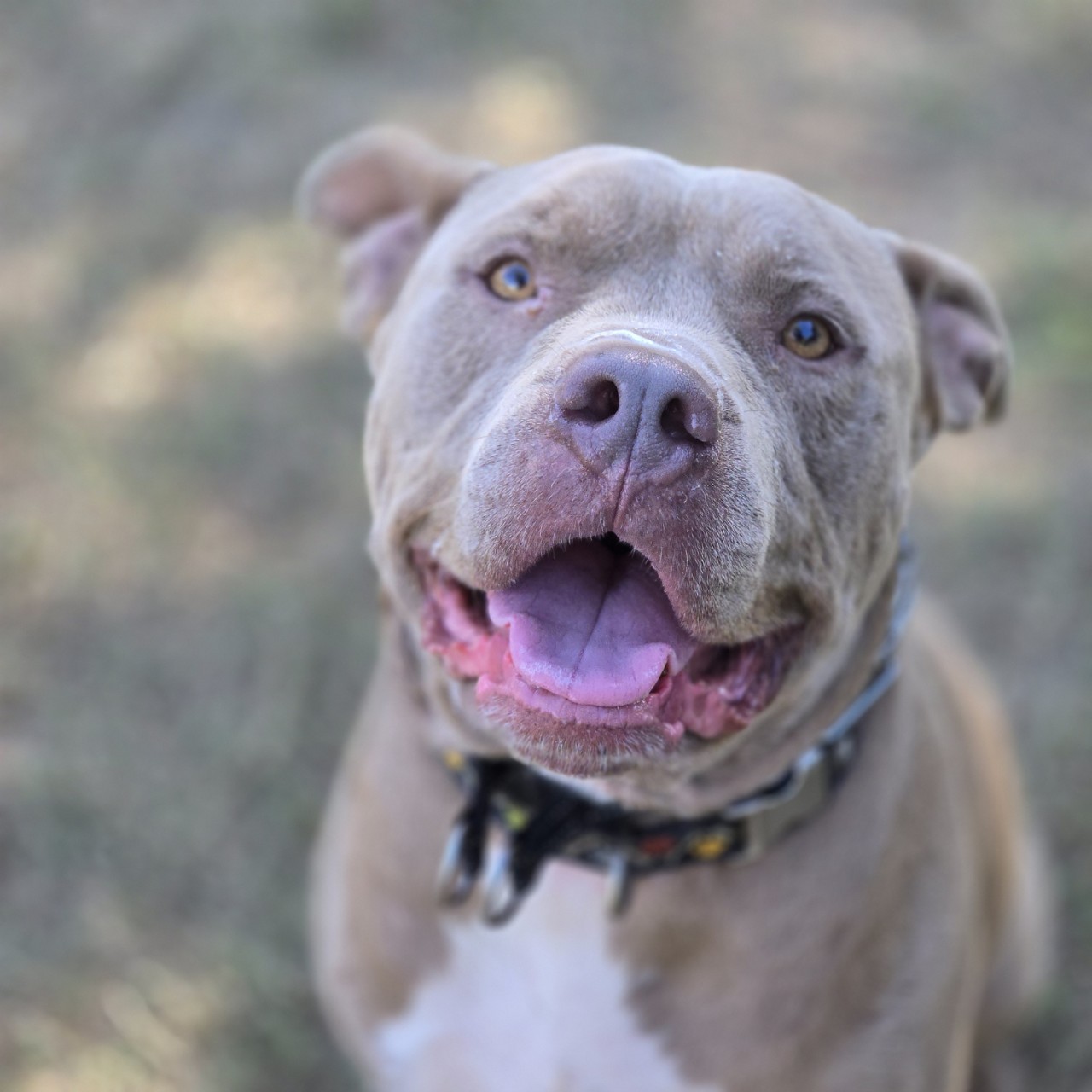 Enlarge Gordo, a Adoptable mixed breed in Mansfield, TX image 1/6