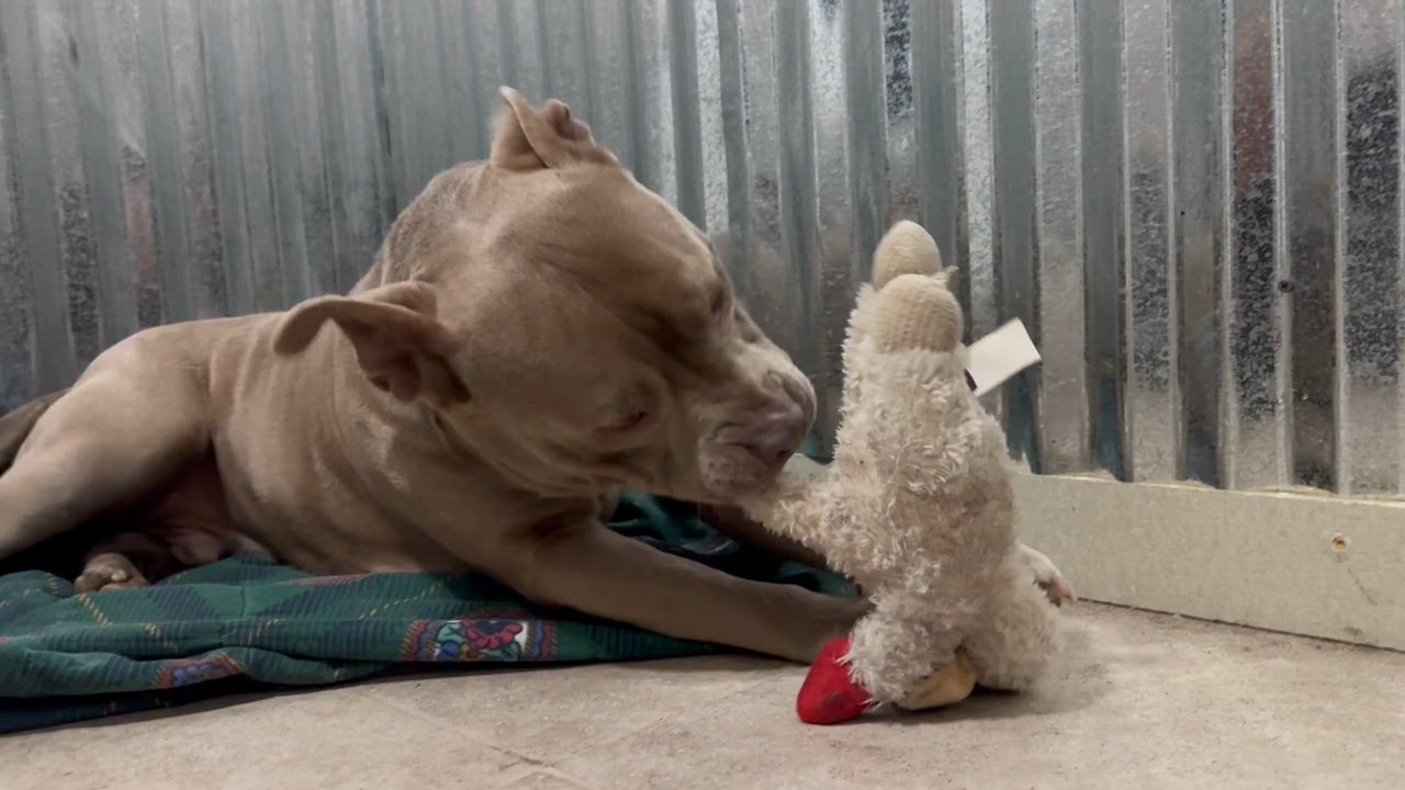 Enlarge Gordo, a Adoptable mixed breed in Mansfield, TX video 3/6