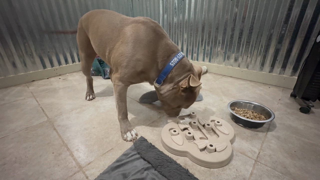 Enlarge Gordo, a Adoptable mixed breed in Mansfield, TX video 4/6