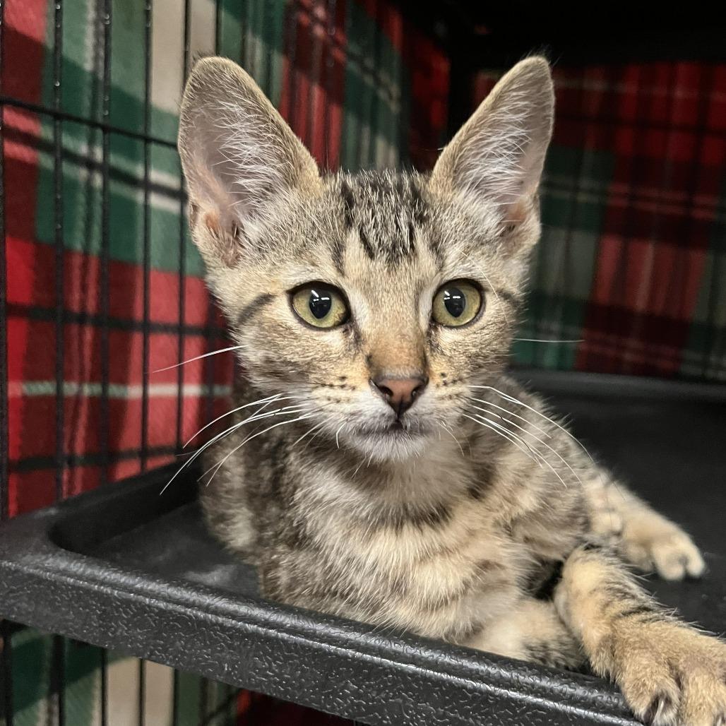 Fric, Adoptable, Kitten Male Domestic Short Hair.