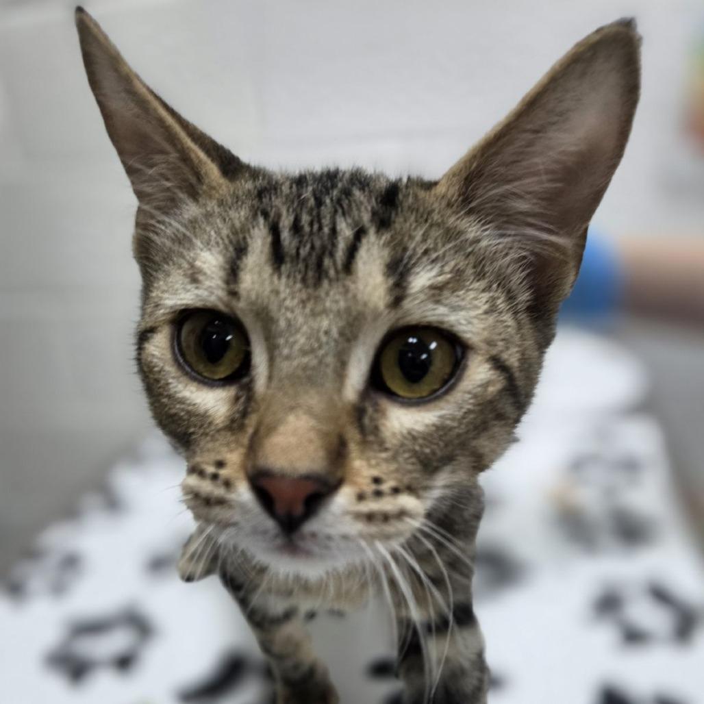 Enlarge Fric, a Adoptable Domestic Short Hair in Incline Village, NV image 2/3