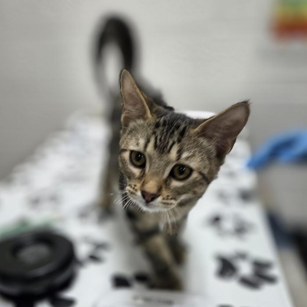 Enlarge Fric, a Adoptable Domestic Short Hair in Incline Village, NV image 3/3