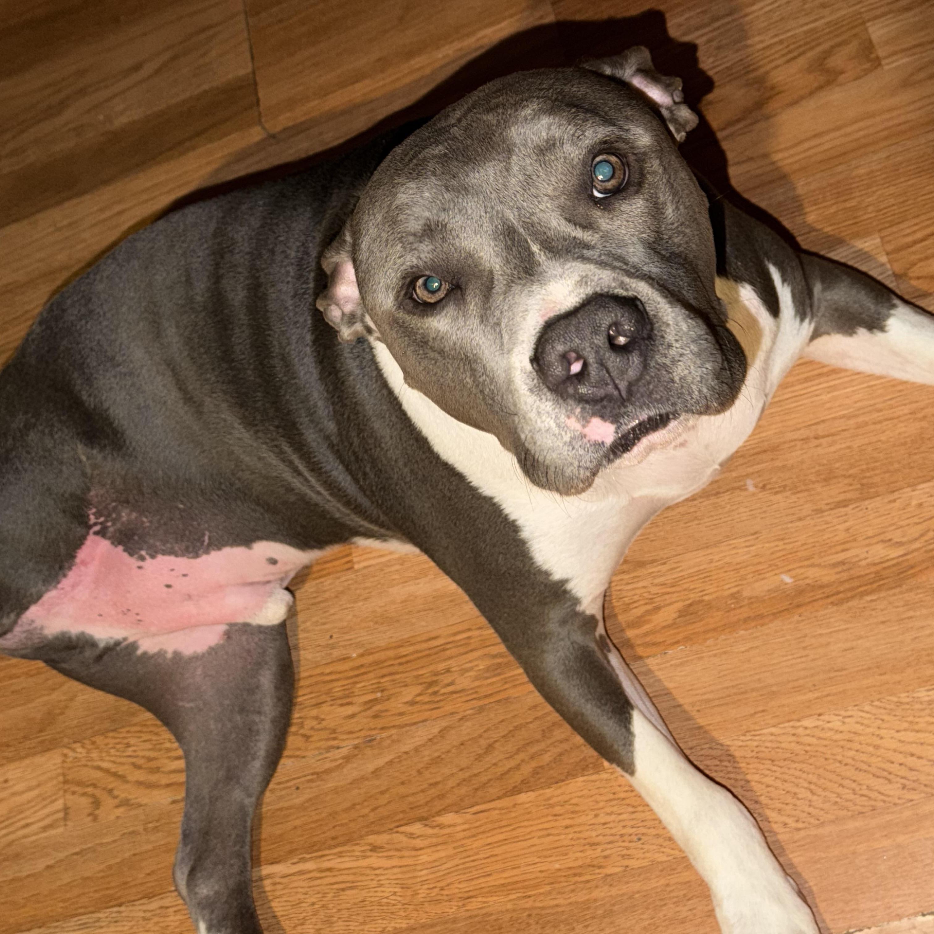 Creed, a ADOPTABLE Pit Bull Terrier in Sterling, CO image 2/2