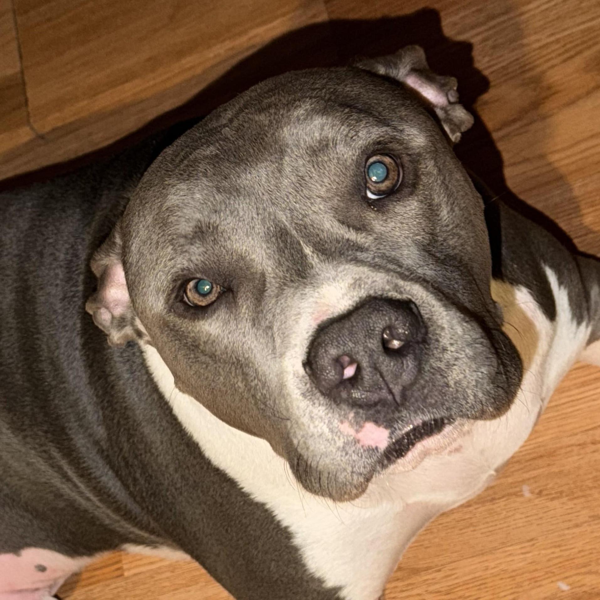 Creed, a ADOPTABLE Pit Bull Terrier in Sterling, CO image 1/2