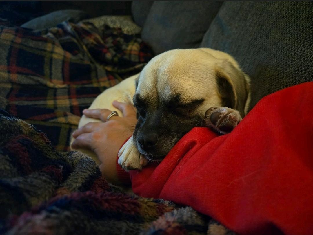 Dottie-Puggle (partially sponsored fee), a Adoptable mixed breed in Hamburg, NY image 3/6