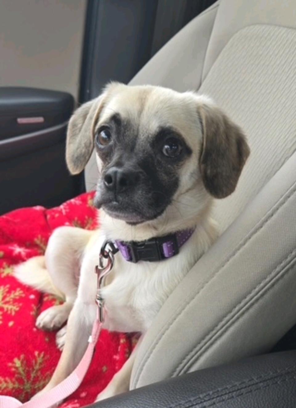 Dottie-Puggle (partially sponsored fee), a Adoptable mixed breed in Hamburg, NY image 1/6