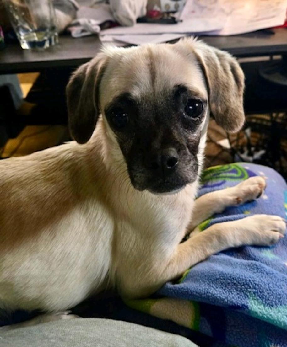 Dottie-Puggle (partially sponsored fee), a Adoptable mixed breed in Hamburg, NY image 4/6