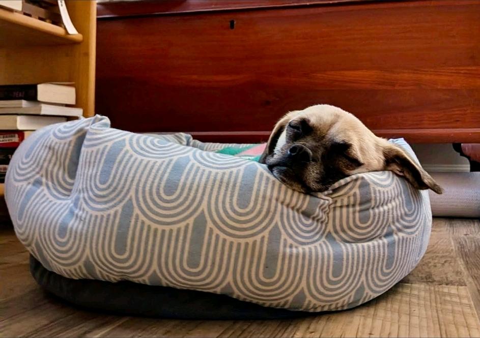 Dottie-Puggle (partially sponsored fee), a Adoptable mixed breed in Hamburg, NY image 2/6