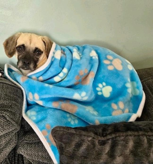 Dottie-Puggle (partially sponsored fee), a Adoptable mixed breed in Hamburg, NY image 6/6