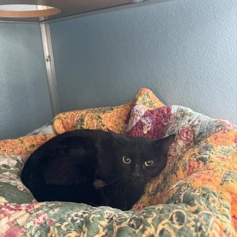 Enlarge Ghidorah, a Adoptable Domestic Short Hair in Renfrew, PA image 3/3