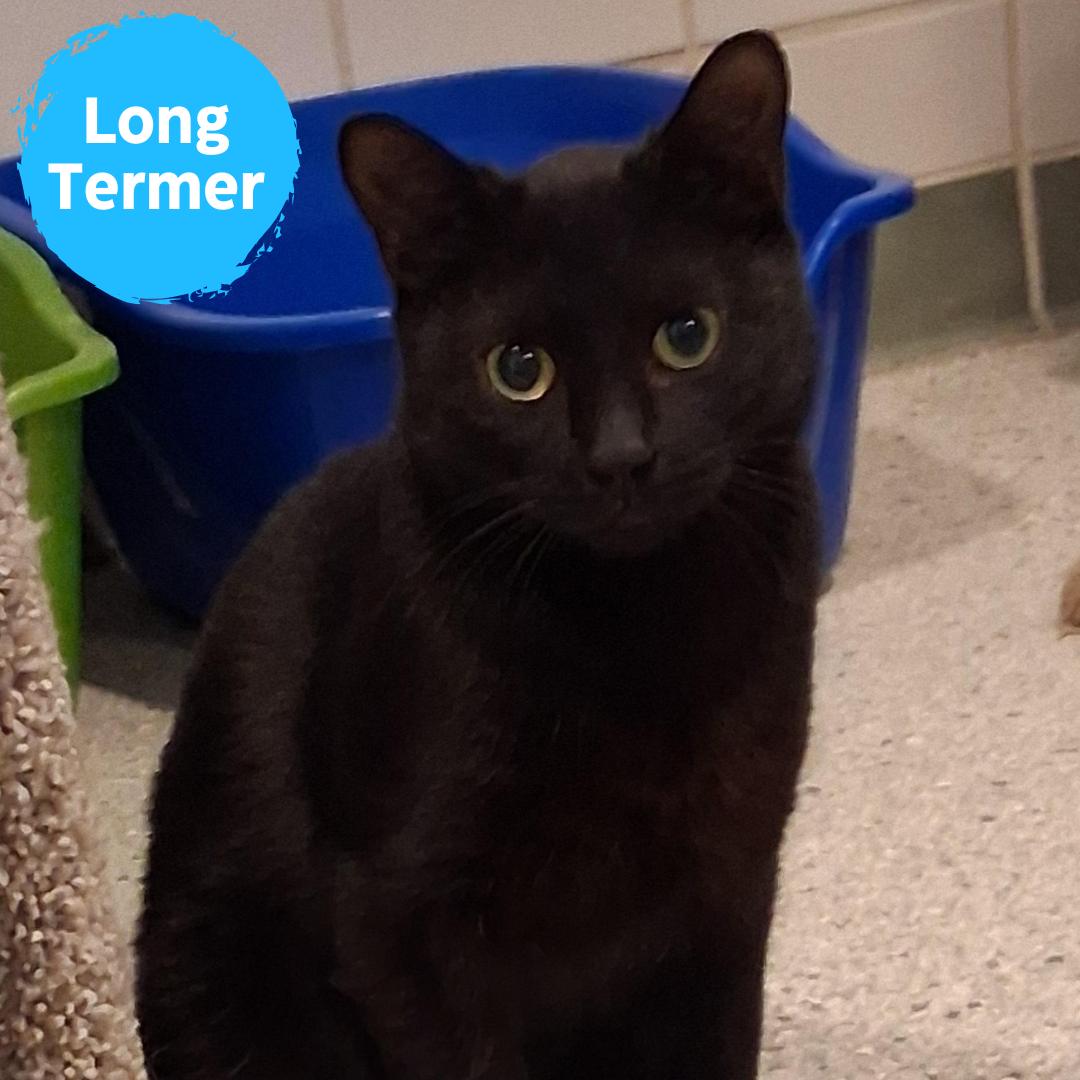 Ghidorah, Adoptable, Adult Female Domestic Short Hair.