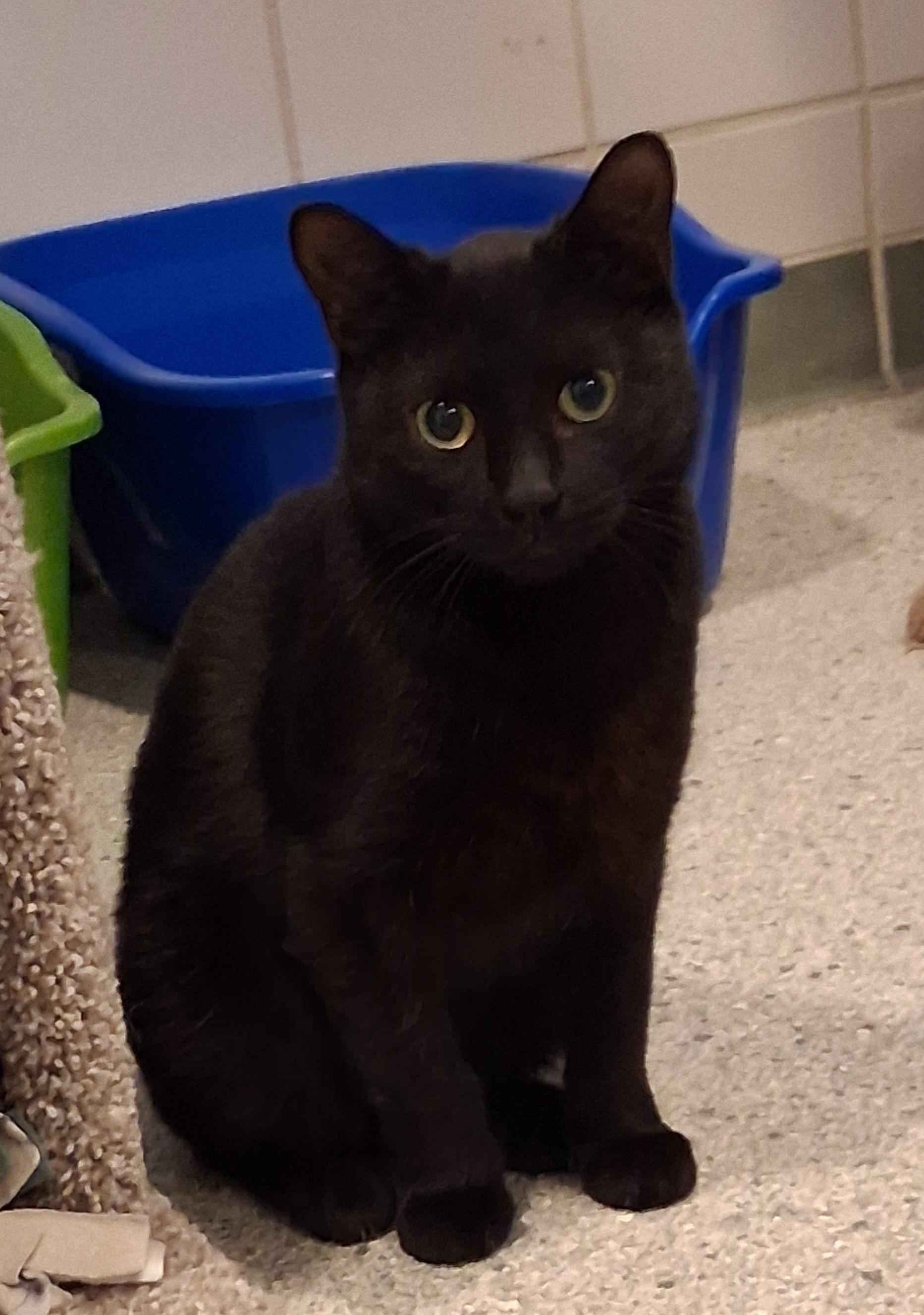 Enlarge Ghidorah, a Adoptable Domestic Short Hair in Renfrew, PA image 2/3