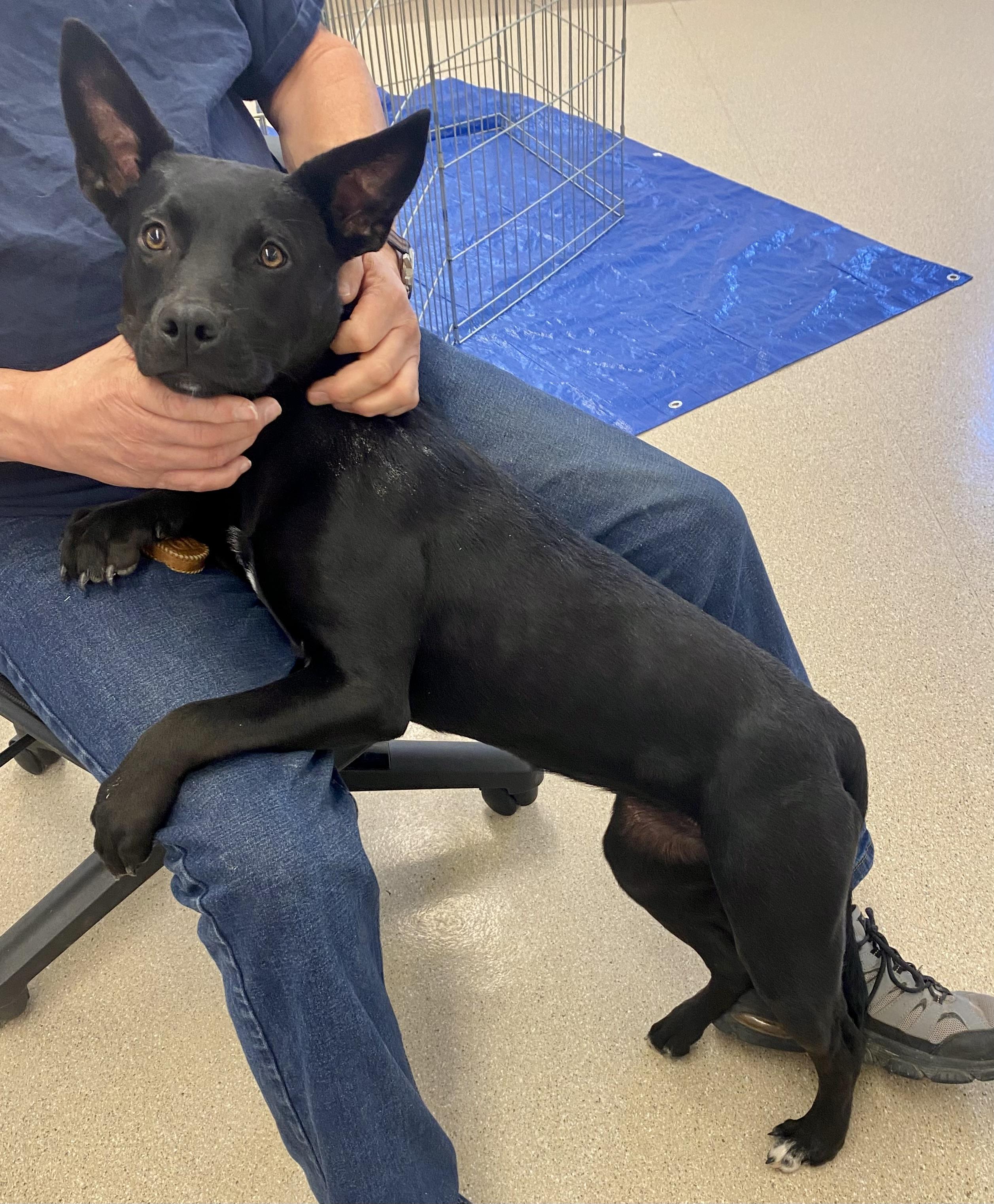 Sassy, a Adoptable mixed breed in Pocatello, ID image 4/6