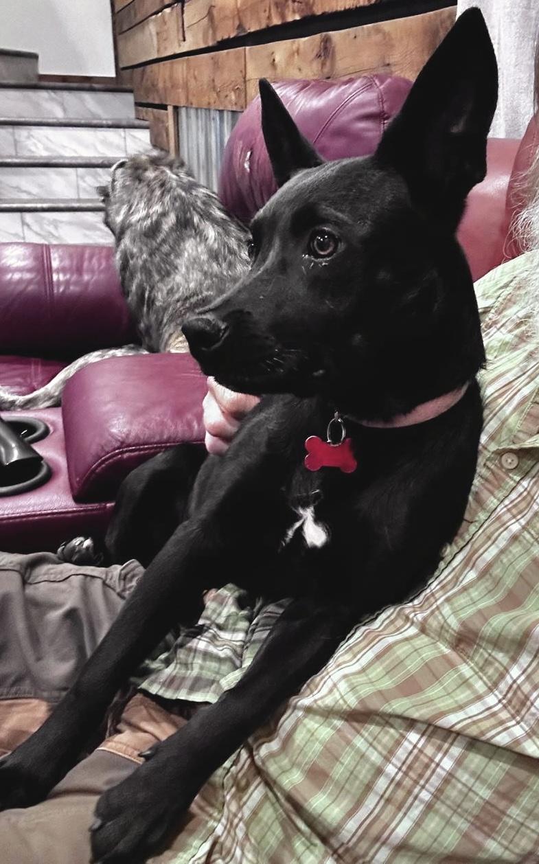 Sassy, a Adoptable mixed breed in Pocatello, ID image 2/6