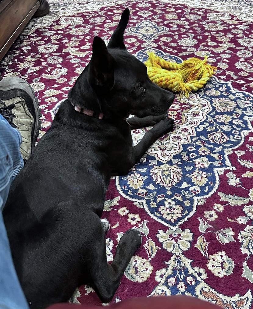 Sassy, a Adoptable mixed breed in Pocatello, ID image 6/6