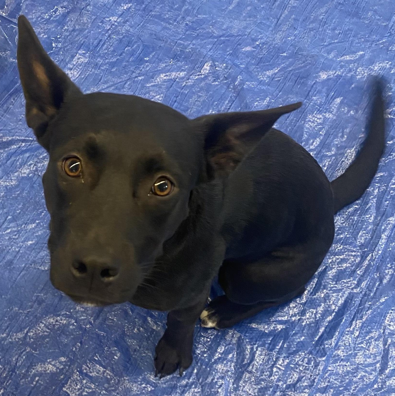 Sassy, Adoptable, Young Female Border Collie & Black Labrador Retriever.