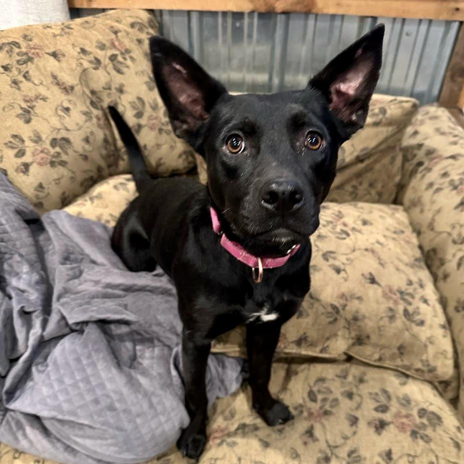 Enlarge Sassy, a Adoptable mixed breed in Pocatello, ID image 1/6