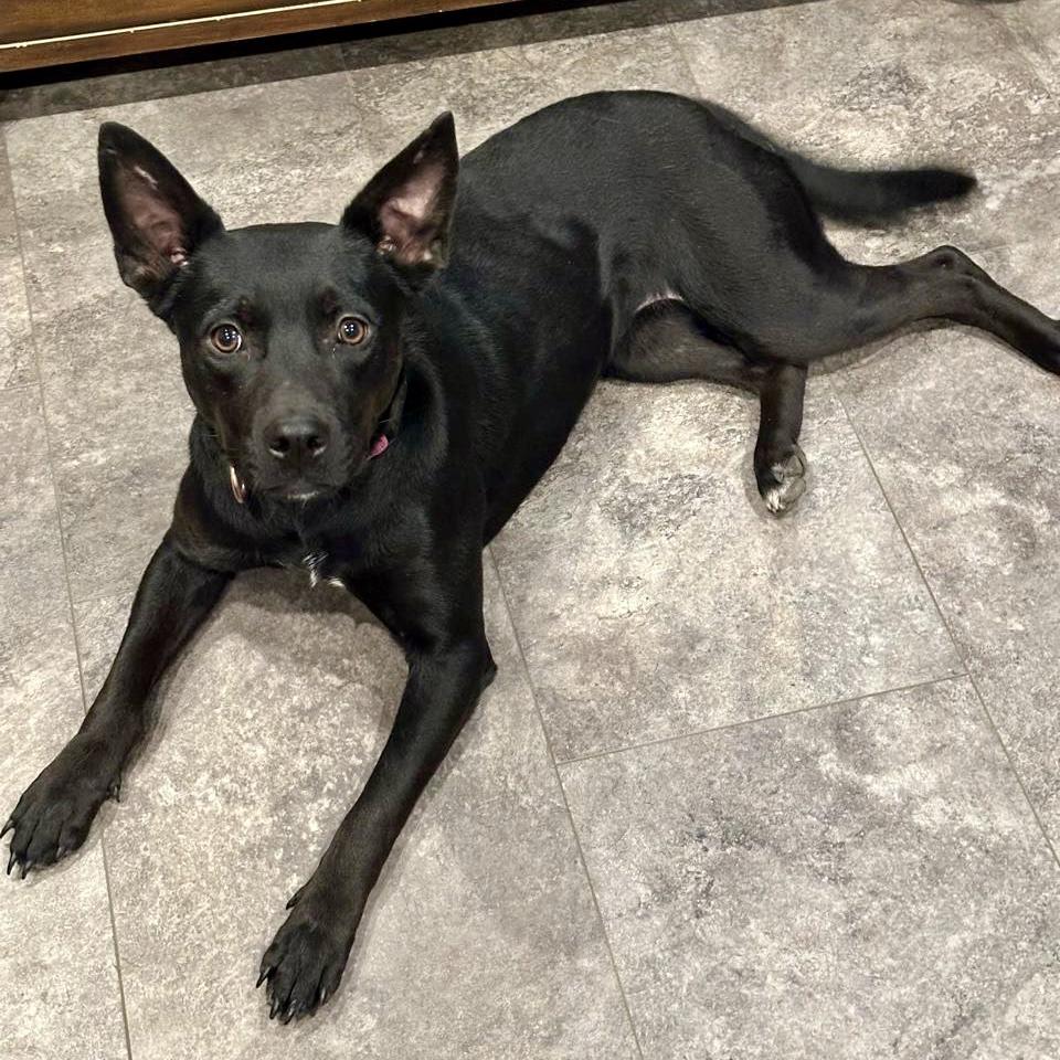 Enlarge Sassy, a Adoptable mixed breed in Pocatello, ID image 4/6