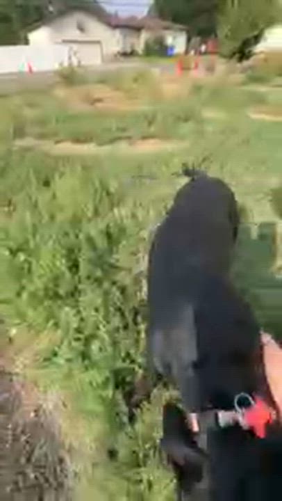 Enlarge Sassy, a Adoptable mixed breed in Pocatello, ID video 3/6