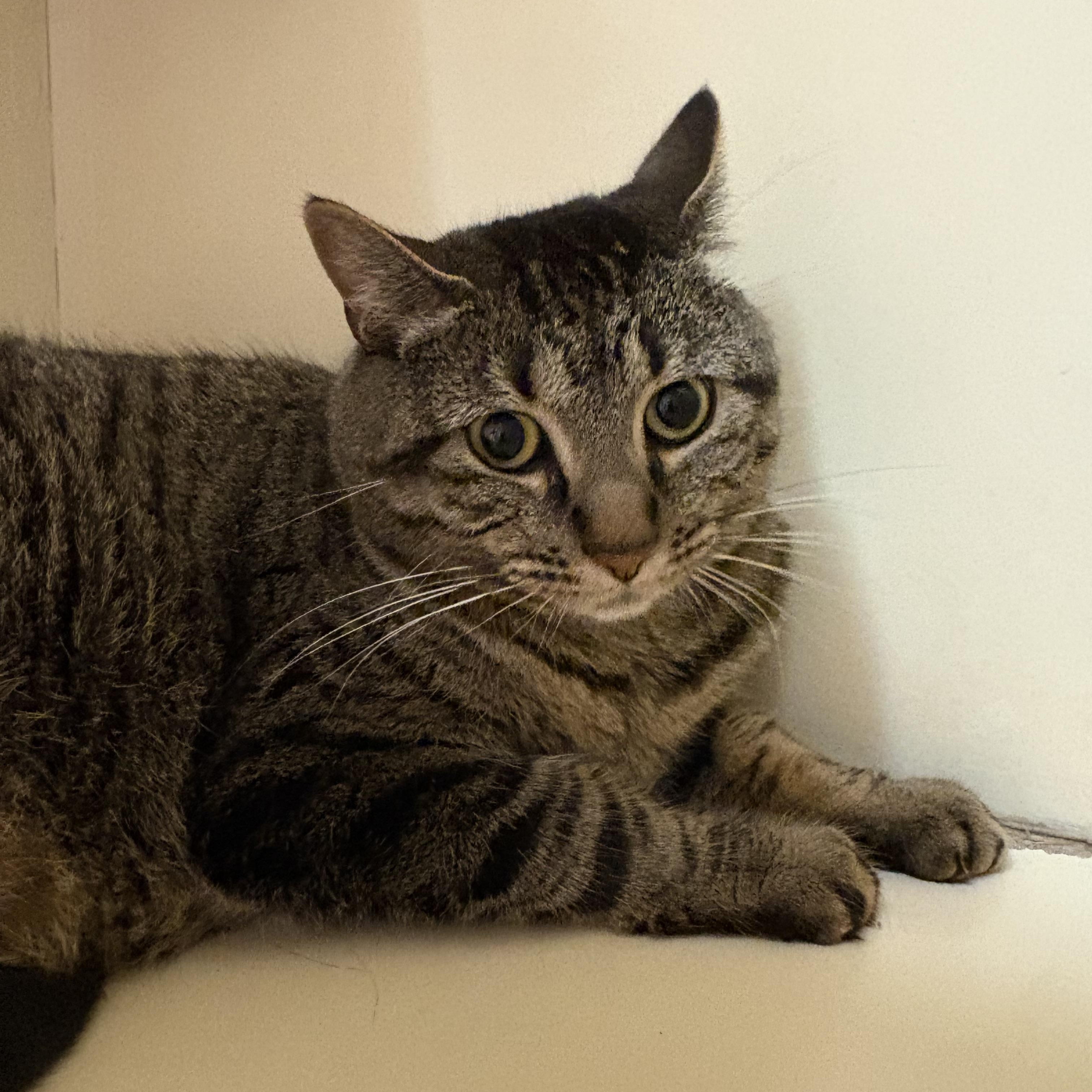 Shadow, a Adoptable mixed breed in Hays, KS image 3/4