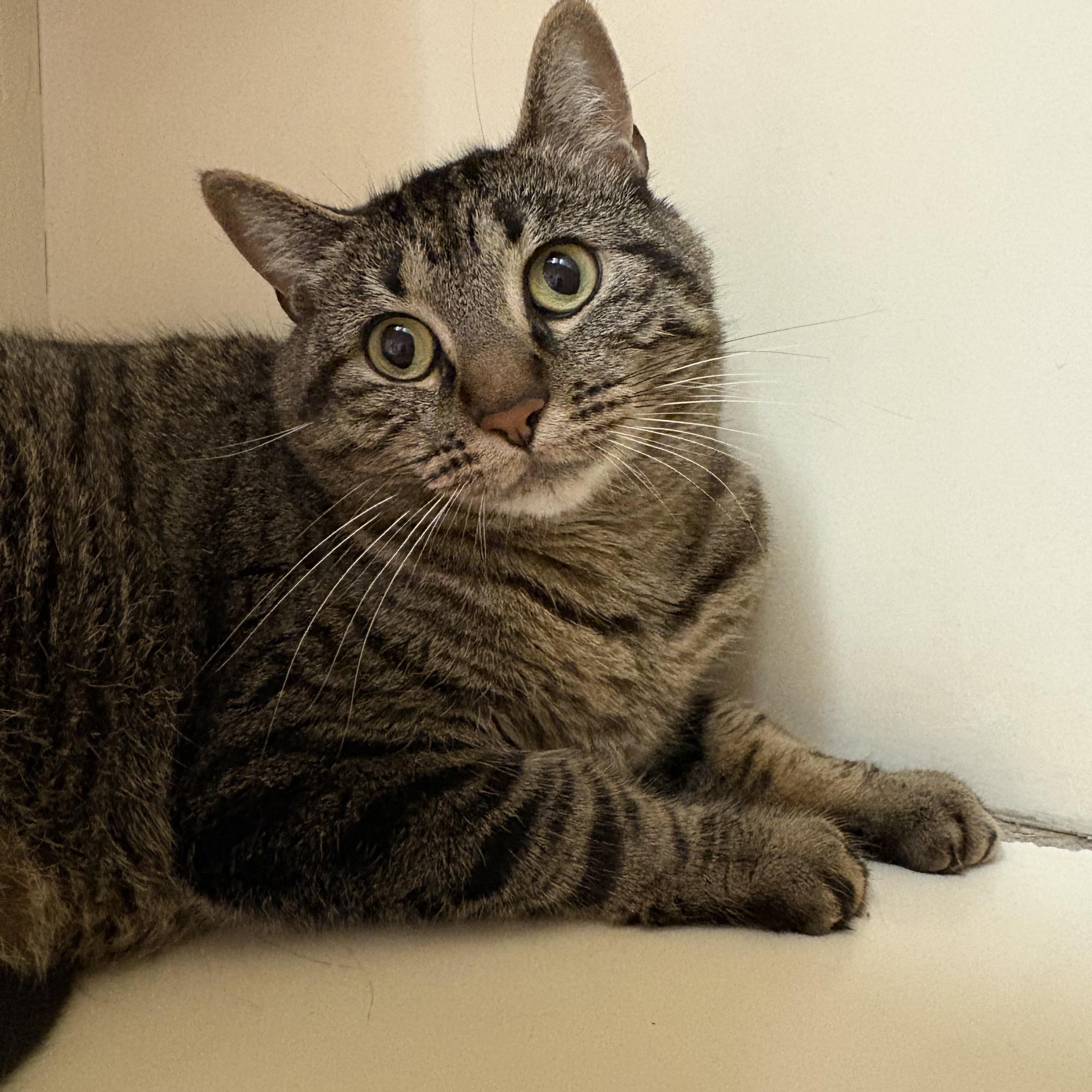 Shadow, a Adoptable mixed breed in Hays, KS image 1/4