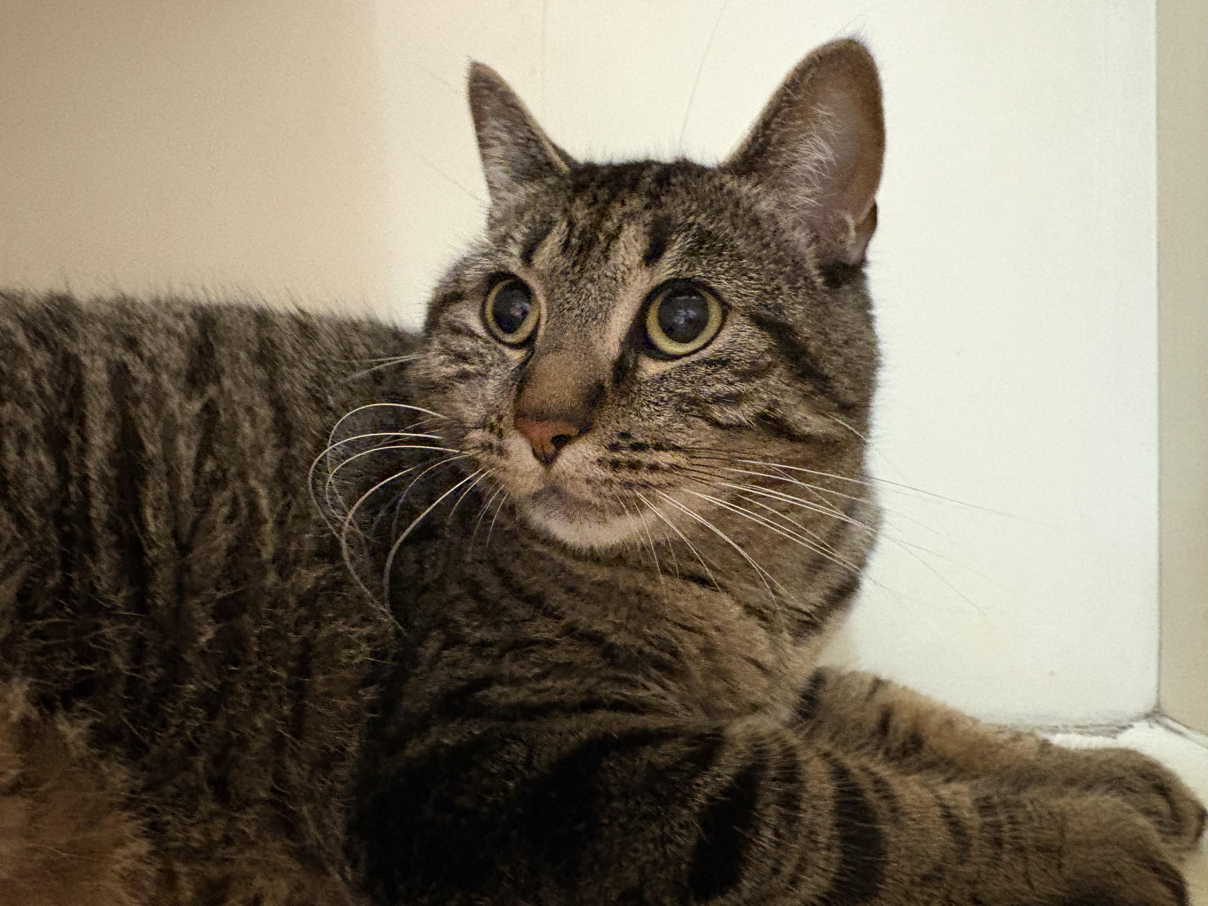 Shadow, a Adoptable mixed breed in Hays, KS image 2/4