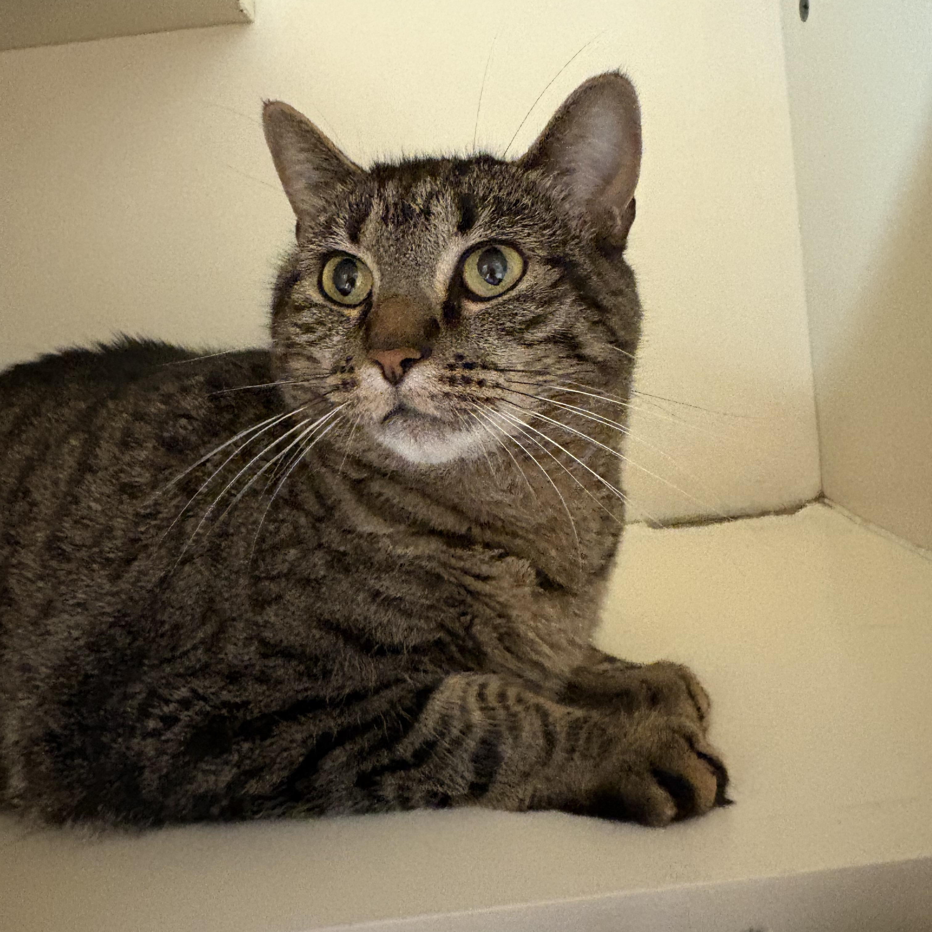 Shadow, Adoptable, Adult Female Domestic Short Hair.