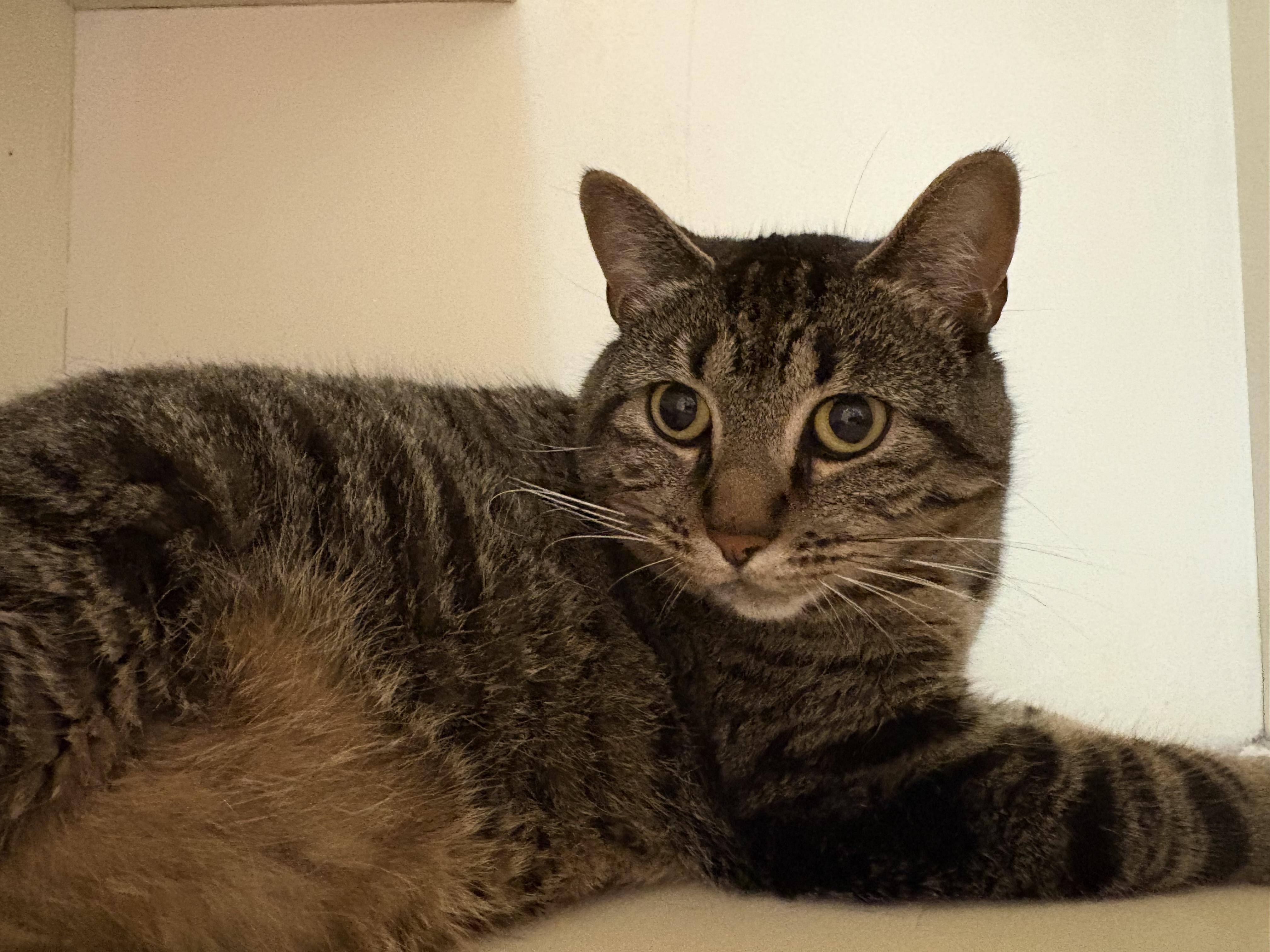 Shadow, a Adoptable mixed breed in Hays, KS image 4/4