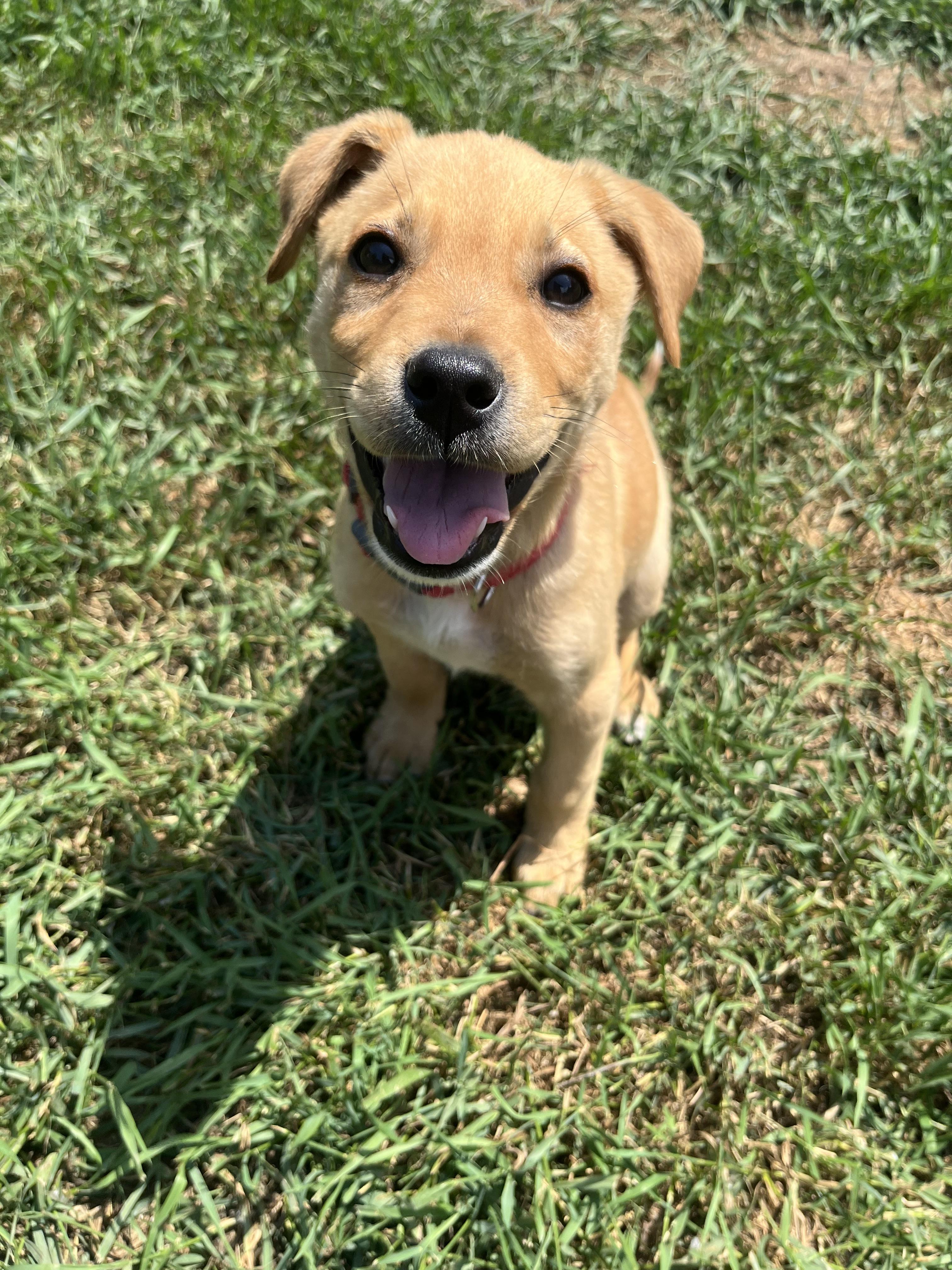 Enlarge Norman, a Adopted mixed breed in Crookston, MN image 6/6