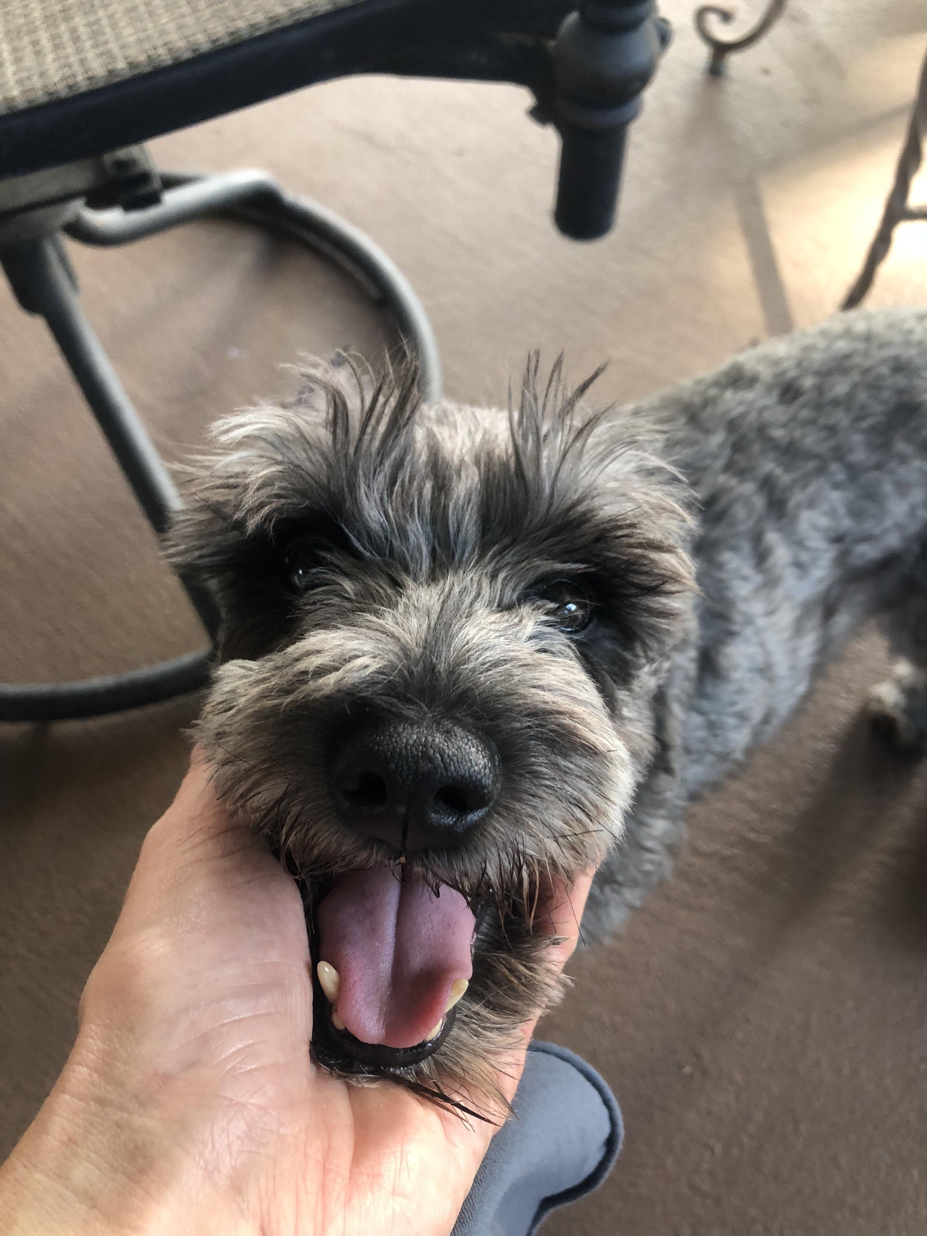 Gimli, Adoptable, Adult Male Miniature Schnauzer.