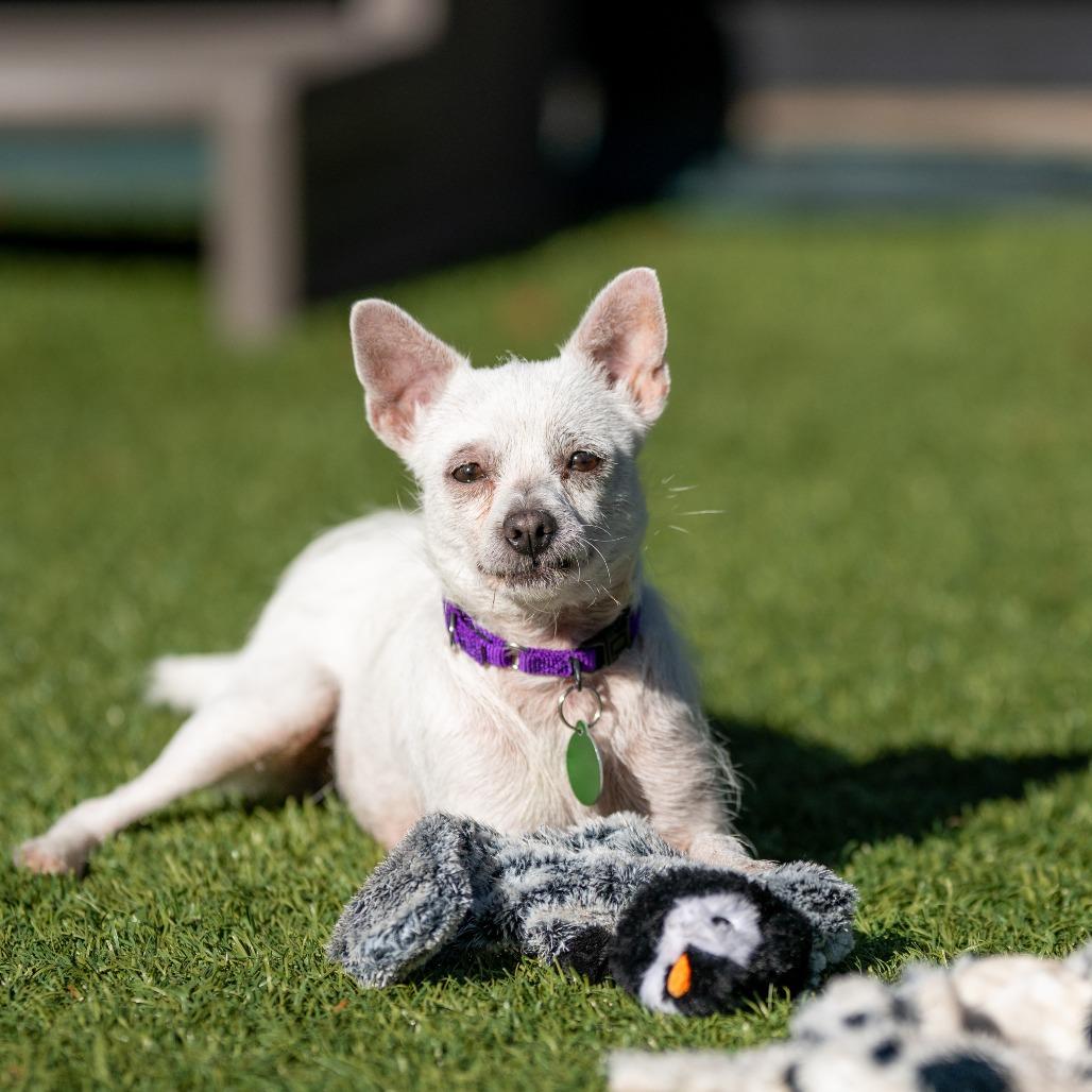 Enlarge Jazz, a Adoptable Parson Russell Terrier in Pacifica, CA image 1/6