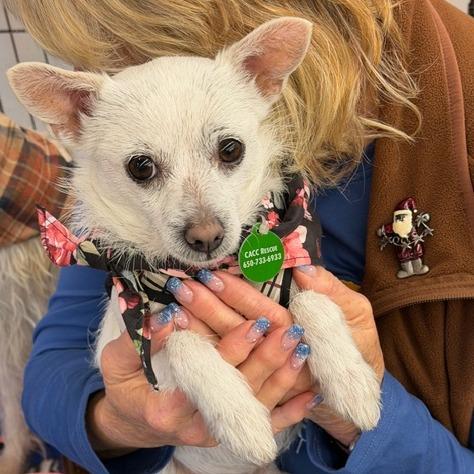 Enlarge Jazz, a Adoptable Parson Russell Terrier in Pacifica, CA image 1/5