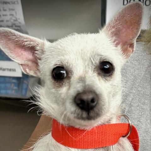 Jazz, a Adoptable Parson Russell Terrier in Pacifica, CA image 2/6