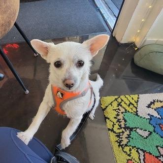 Enlarge Jazz, a Adoptable Parson Russell Terrier in Pacifica, CA image 2/5