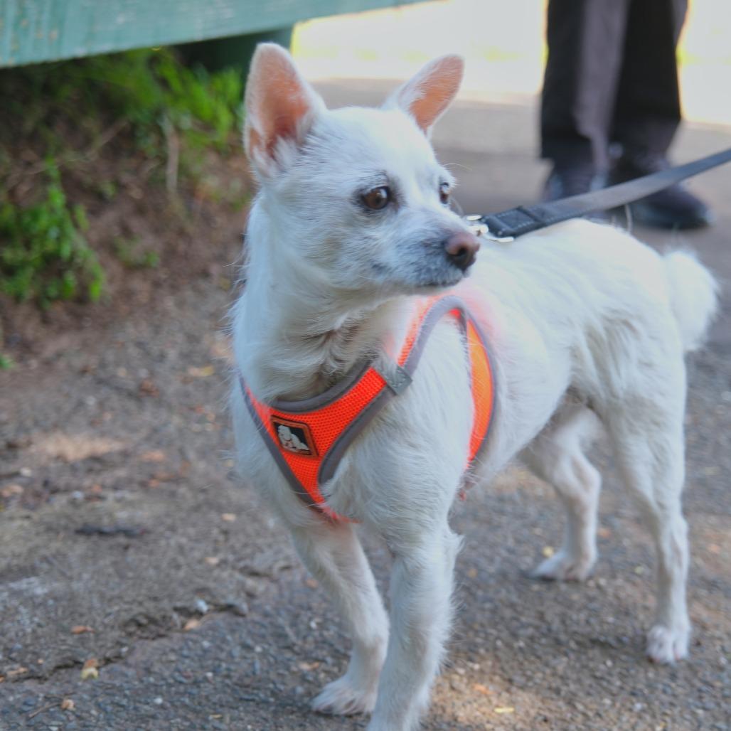 Enlarge Jazz, a Adoptable Parson Russell Terrier in Pacifica, CA image 3/5