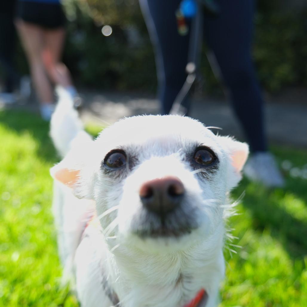 Enlarge Jazz, a Adoptable Parson Russell Terrier in Pacifica, CA image 4/5