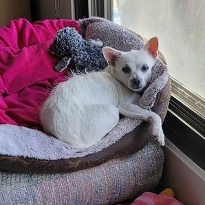 Enlarge Jazz, a Adoptable Parson Russell Terrier in Pacifica, CA image 3/6