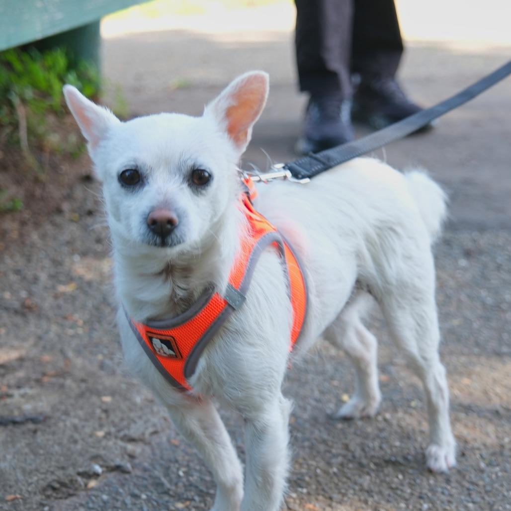 Jazz, a Adoptable Parson Russell Terrier in Pacifica, CA image 4/5