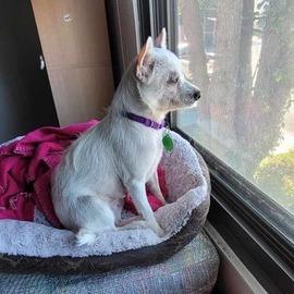 Enlarge Jazz, a Adoptable Parson Russell Terrier in Pacifica, CA image 4/6