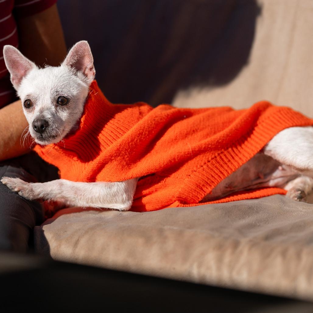 Jazz, a Adoptable Parson Russell Terrier in Pacifica, CA image 4/6