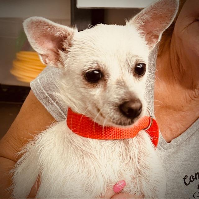 Enlarge Jazz, a Adoptable Parson Russell Terrier in Pacifica, CA image 4/6